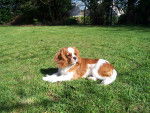 Diablo - Cavalier King Charles Spaniel Mâle (2 ans)
