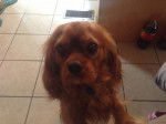 Monty - Cavalier King Charles Spaniel Mâle (3 ans)