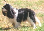 Cavalier King Charles - Cavalier King Charles Spaniel