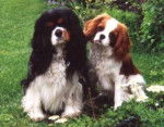 Cavalier King Charles - Cavalier King Charles Spaniel