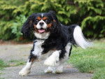 Chilli - Cavalier King Charles Spaniel Mâle (2 mois)