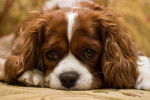 Charlie - Cavalier King Charles Spaniel Mâle (7 mois)