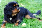 Molly - Cavalier King Charles Spaniel Femelle (8 ans)