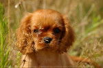 ivana - Cavalier King Charles Spaniel Femelle (2 ans)