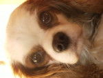 betty - Cavalier King Charles Spaniel Femelle (4 ans)