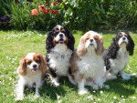 Sabrina, Gnasher, Scampi and Polly - Cavalier King Charles Spaniel Femelle (6 ans)