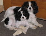 Fidji et sa mère - Cavalier King Charles Spaniel Mâle (4 mois)