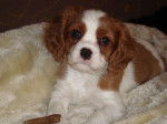 Kleine Lilly (2009) - Cavalier King Charles Spaniel Femelle
