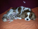 Lillys Wurf - Cavalier King Charles Spaniel Femelle