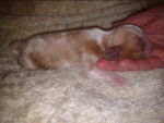 Lillys Wurf - Cavalier King Charles Spaniel Femelle