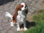 Va-tout - Cavalier King Charles Spaniel Mâle (5 mois)