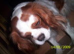 Aelita - Cavalier King Charles Spaniel Femelle (5 ans)