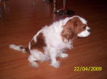 Aelita - Cavalier King Charles Spaniel Femelle (4 ans)
