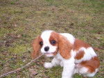 cavalier king charles/Bruce willis de kaïkuna - Cavalier King Charles Spaniel