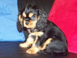 Vénus - Cavalier King Charles Spaniel Femelle (2 mois)