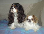 Steffy et Lilou - Cavalier King Charles Spaniel