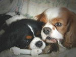 Loulou et Nibble - Cavalier King Charles Spaniel