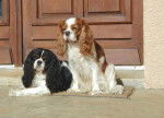 Loulou et Nibble - Cavalier King Charles Spaniel