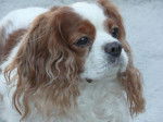 Newton - Cavalier King Charles Spaniel