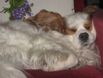 Kiki - Cavalier King Charles Spaniel
