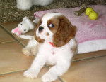 Chanel bébé - Cavalier King Charles Spaniel