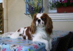 Chanel 1 an 1/2 - Cavalier King Charles Spaniel