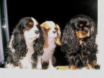 Abysse, Candy et Tatzi - Cavalier King Charles Spaniel