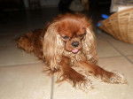 Aïly - Cavalier king charles - Cavalier King Charles Spaniel