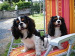 Vickie et Beethoven - Cavalier King Charles Spaniel