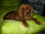 Delza - Cavalier King Charles Spaniel