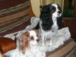 Patsy et Bella - Cavalier King Charles Spaniel