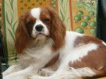 Elgie 8 mois - Cavalier King Charles Spaniel (8 mois)