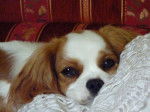 Beau portrait de ErannLady - Cavalier King Charles Spaniel