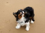 Maya 7 ans sur la plage - Cavalier King Charles Spaniel (7 ans)
