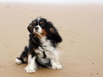 Maya sur la plage - Cavalier King Charles Spaniel