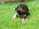 Bingo, Cavalier King Charles de 4 ans - Cavalier King Charles Spaniel (4 ans)