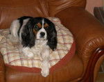Awen, Cavalier King Charles - Cavalier King Charles Spaniel