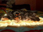 PHOEBE OF SEVIJEAN’S 11 ans - Cavalier King Charles Spaniel (11 ans)