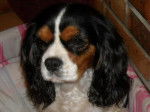 Awen, 6 ans - Cavalier King Charles Spaniel (6 ans)