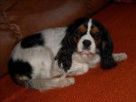 Awen, Cavalier King Charles, 6 ans - Cavalier King Charles Spaniel (6 ans)