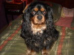 Bingo, Cavalier King Charles de 4 ans - Cavalier King Charles Spaniel (4 ans)