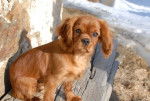 Flora jolie petite Cavalier King Charles - Cavalier King Charles Spaniel