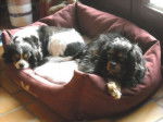 Awen et Bingo, Cavaliers King Charles - Cavalier King Charles Spaniel