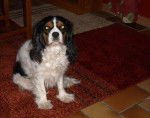 Awen 6 ans - Cavalier King Charles Spaniel (6 ans)