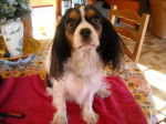 Awen 6 ans - Cavalier King Charles Spaniel (6 ans)