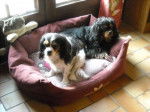 Awen et Bingo - Cavalier King Charles Spaniel