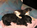 Frimousse et son grand ami Siento - Cavalier King Charles Spaniel