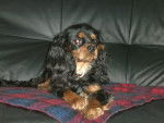 Dinjeure Love - Cavalier King Charles Spaniel Femelle (2 ans)