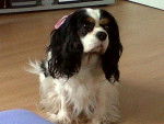 Raquel - Cavalier King Charles Spaniel Femelle (10 ans)