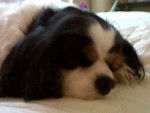 Raquel (dormant) - Cavalier King Charles Spaniel Femelle (10 ans)
